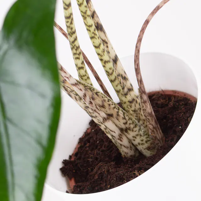 Alocasia Zebrina XL | Elefantenohr — Bild 2