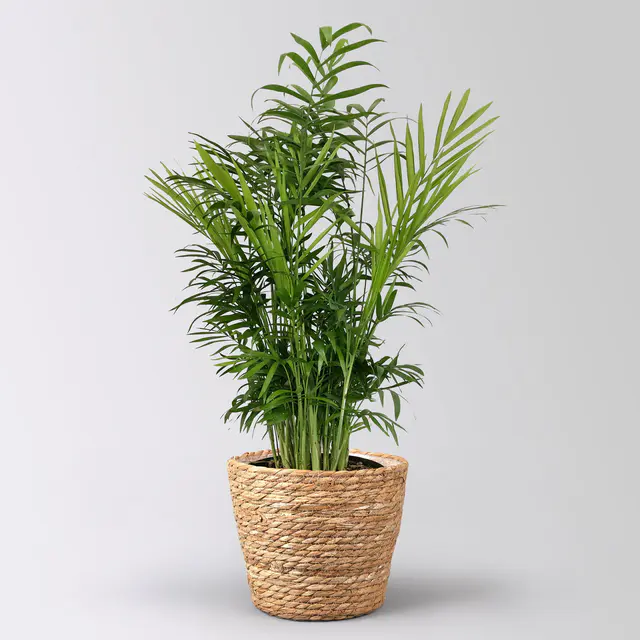 Bergpalme in Korb Osaka, Topf-Ø 17 cm, Höhe ca. 60 cm