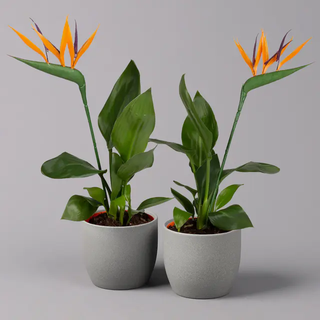 Strelitzia reginae, inkl. Kunstblüte, Topf-Ø 13 cm, Höhe ca. 40 cm, 2 Pflanzen