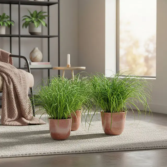 Trio Cyperus Zumula