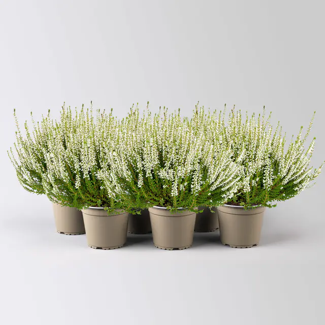 Calluna 'Longlife', weiß, Topf-Ø 13 cm, 6 Pflanzen