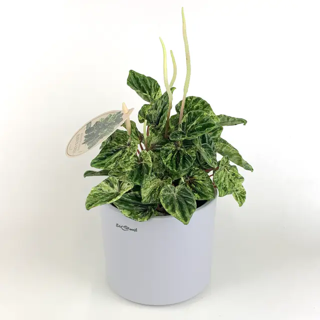 "Peperomia Caperata"