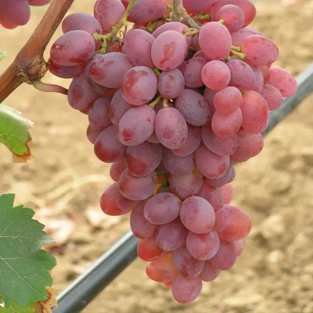 Tafeltraube 'Katharina®'