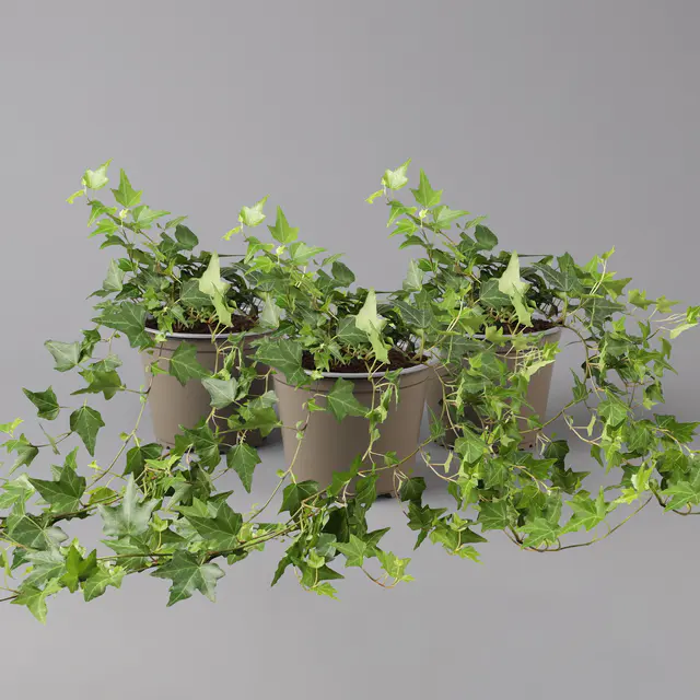 Efeu, grün, Topf-Ø 12/13 cm, 3 Pflanzen