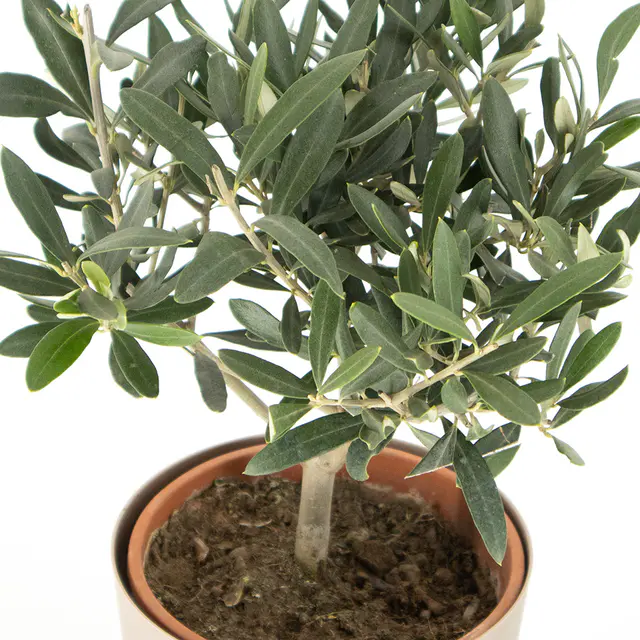 Olivenbaum (Busch) + gratis Topf | Olea Europaea — Bild 2