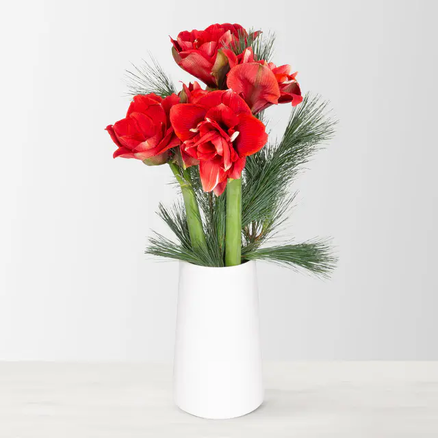 Schnittblumen-Mix aus 3 rot gefüllten Amaryllis & 3 Seidenkiefer