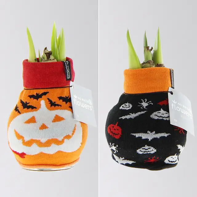 Amaryllis in Wachs, Dekor 'Pullover Halloween' , Farbe zufällig, Blüte rot