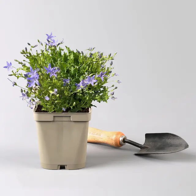 Bio Campanula garganica blau, Topf 11x11 cm