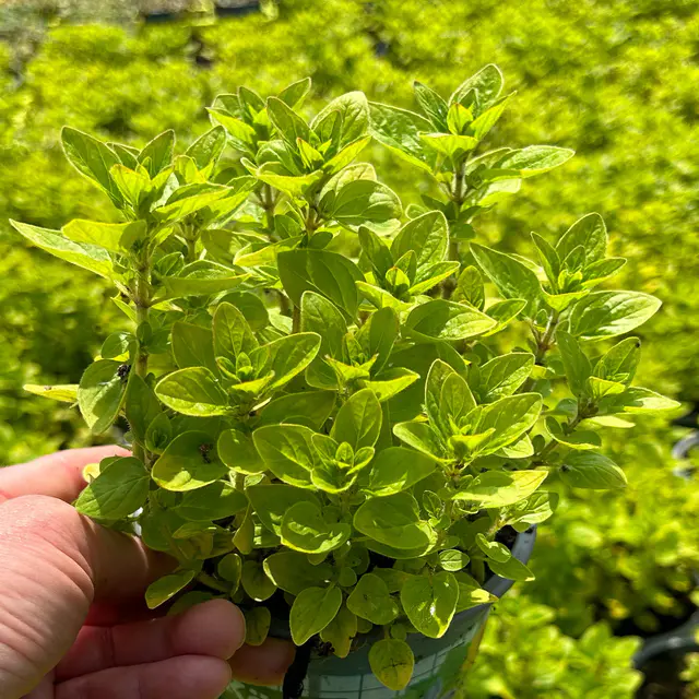 Bio Oregano helllaubig, Topf-Ø 12 cm