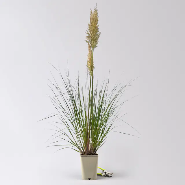 Bio Pampasgras 'Pumila', Topf 5 Liter