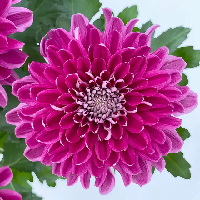 Chrysantheme 'Chrysanne® Zembla Next Purple', lila, Topf-Ø 13 cm, 3 Pflanzen