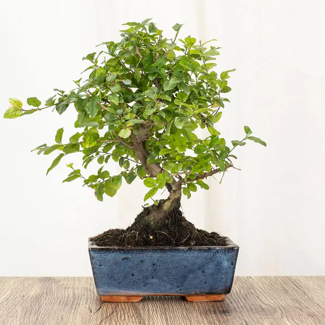 Bonsai Sageretia Theezans 6 Jahre