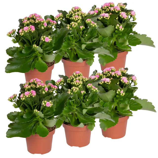 Kalanchoe 'Calandiva'®, rosa, Topf-Ø 12 cm, Höhe ca. 27,5 cm, 6 Pflanzen