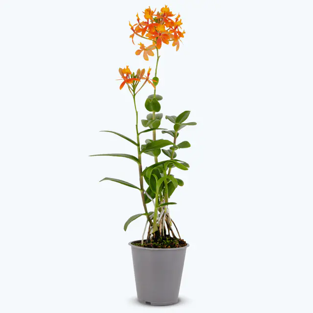 Epidendrum Nordic Fire Dauerblüher mit orange-gelben Blüten und 2+ Rispen