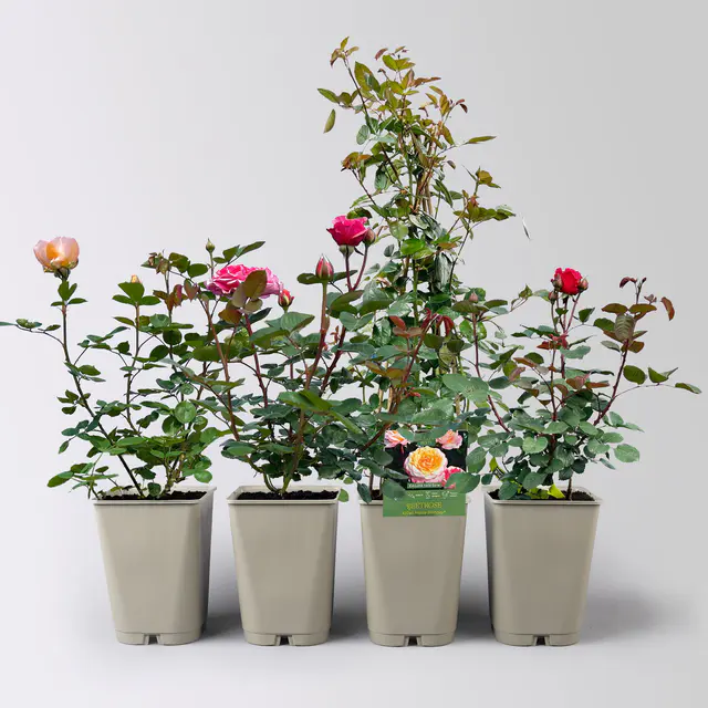 Rosen-Set Kölle Exklusiv-Sorten, Topf 5 Liter, 4 Pflanzen