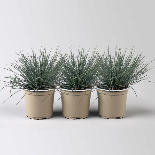 Blauschwingel 'Compact Blue', Topf-Ø 10,5 cm, 3 Pflanzen