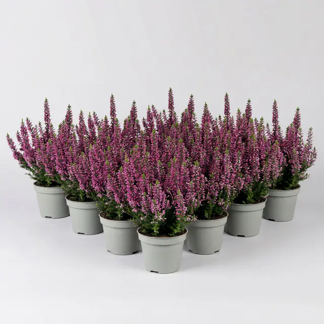 Knospenheide, lila, Mini, Topf-Ø 6 cm, 12 Pflanzen