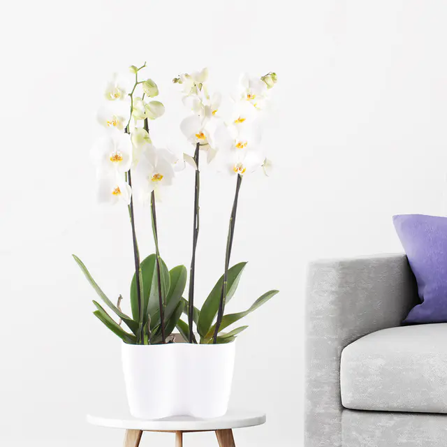 Zwei weiße Orchideen + gratis DUO-Topf