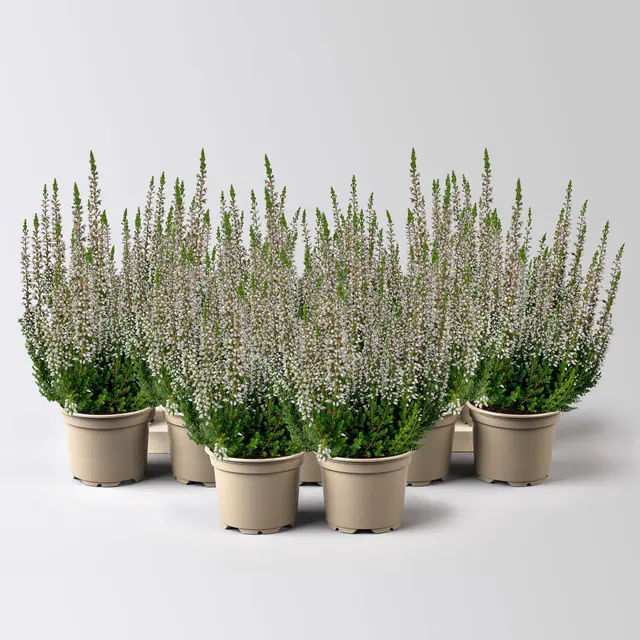 Knospenheide Mini, rosa, Topf-Ø 6 cm, 12 Pflanzen