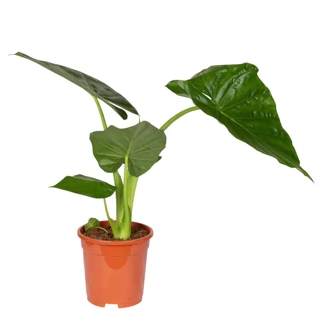 Alocasia macrorrhiza, Topf-Ø 17 cm, Höhe ca. 50 cm