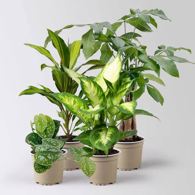Grünpflanzen-Set Pflanzen-WG, Topf-Ø 12cm, 4 Pflanzen
