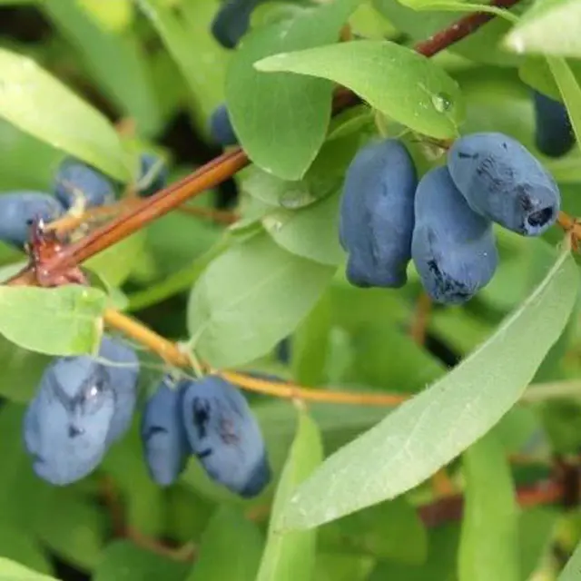 Sibirische Blaubeere MyBerry® 'Bee', Höhe 25-30 cm, im 5 Liter Topf