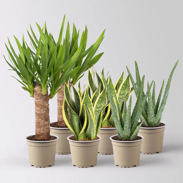 Grünpflanzen-Set Guter Schlaf trockentolerant, Topf-Ø 12 cm, 6 Pflanzen