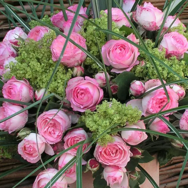 Kletterrose 'Mini Eden Rose®', hellrosa, Topf 5 Liter