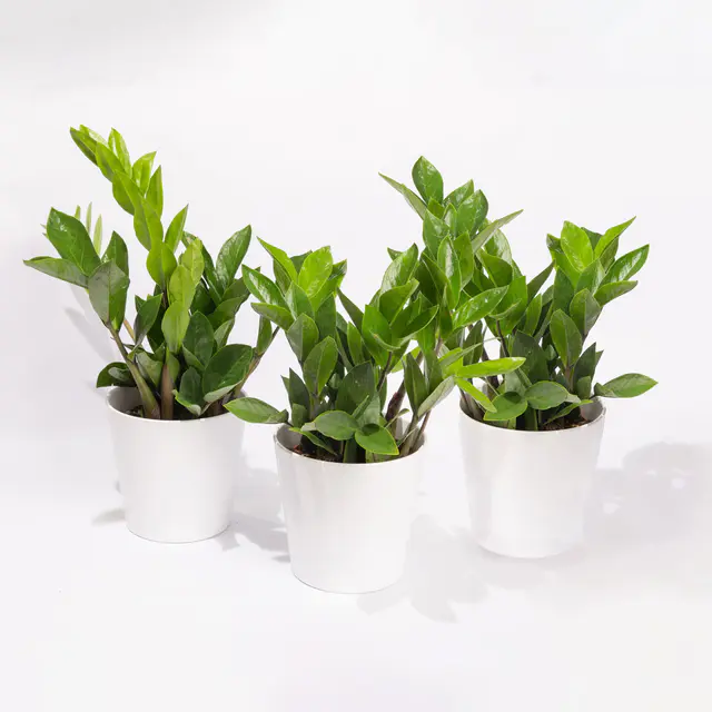 Glücksfeder inkl. Übertopf 'Dallas' weiß, Topf-Ø 12 cm, 3er-Set