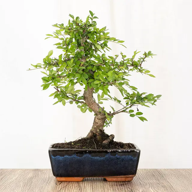 Bonsai Zelkova 8 Jahre alt