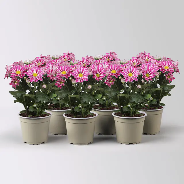 Chrysantheme 'Artistic Armin', lila-weiß, Topf-Ø 12 cm, 6 Pflanzen