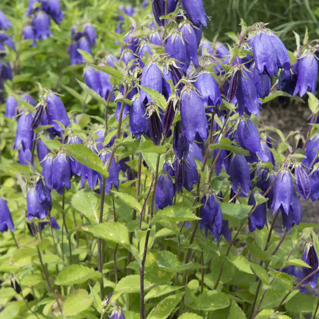 Bio Campanula punctata 'Sarastro', blauviolett, Topf 11x11 cm, 3 Pflanzen