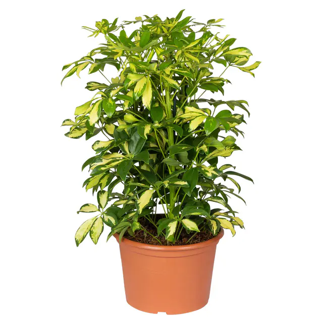 Schefflera 'Gerda', grün-gelb, Topf-Ø 21 cm, Höhe ca. 55 cm
