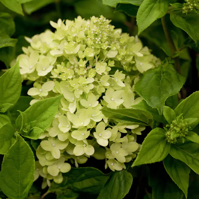 Zwerg-Rispenhortensie, Hydrangea paniculata 'Little Lime'®, 3er-Set, Topf 5 l