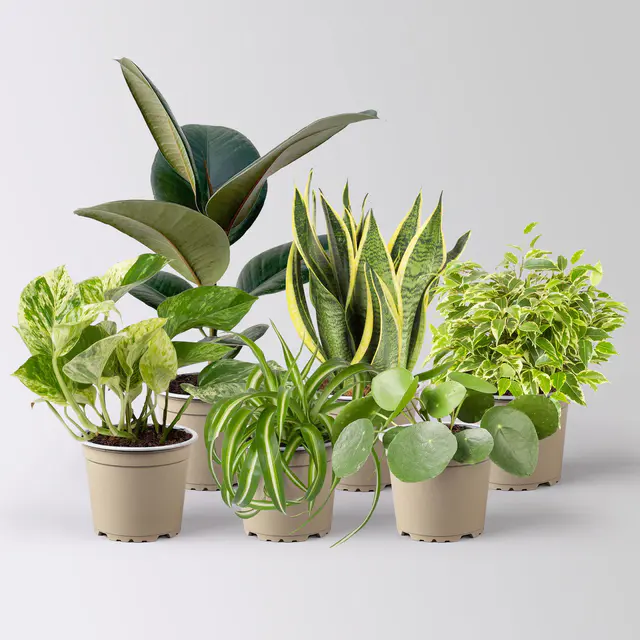 Grünpflanzen-Set Überraschungs-Mix, Topf-Ø 11-14 cm, Höhe 15-50 cm, 6 Pflanzen