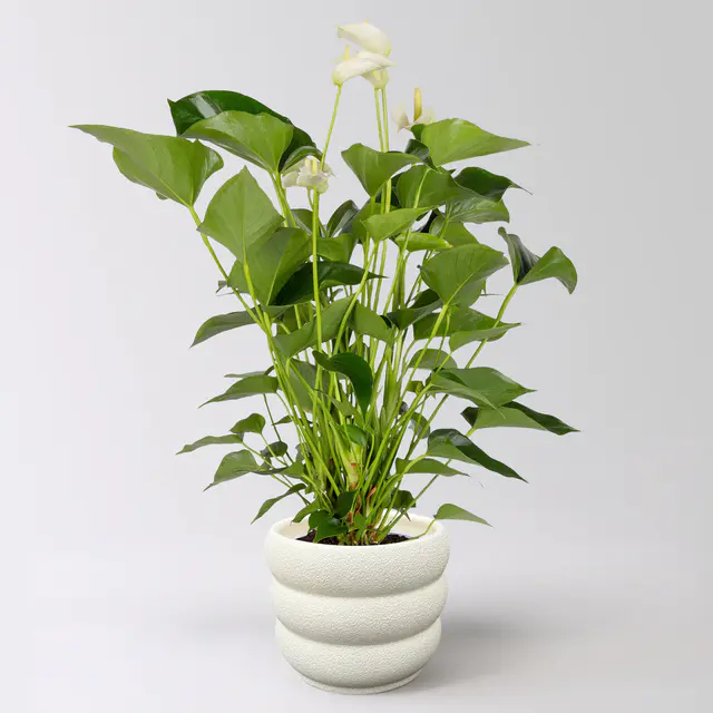 Flamingoblume 'White Champion', weiß,  Topf-Ø 14 cm, im Übertopf Byron