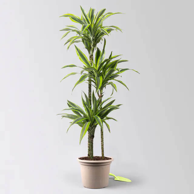 Duftender Drachenbaum 'Lemon Lime', Topf-Ø 24 cm, , Höhe ca. 140 cm