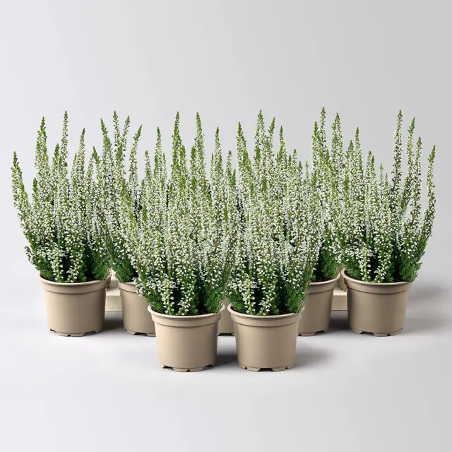 Knospenheide, weiß, Mini, Topf-Ø 6 cm, 12 Pflanzen