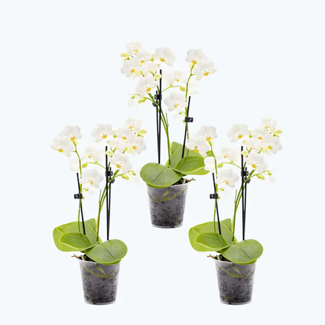Table Dance Weiß mit weißen Blüten im 3er Set und 2 Rispen