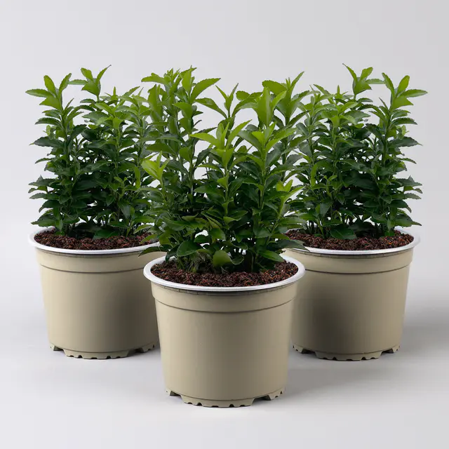 Immergrüner japanischer Spindelstrauch 'Green Spire', im Topf 13cm Ø, 3er Set