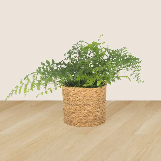 3er-Set Pachira, Nestfarn & Pilea — Bild 3