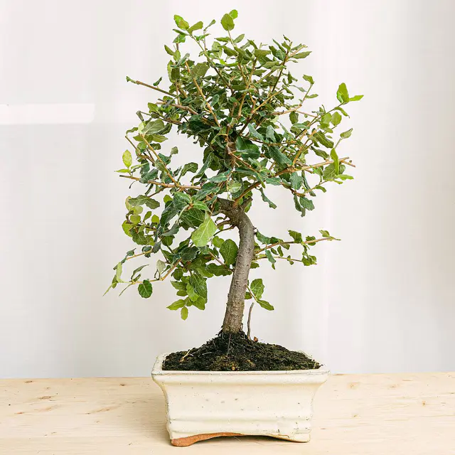 Bonsai 7 Jahre alt Quecus