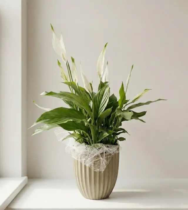 Topfpflanze Spathiphyllum