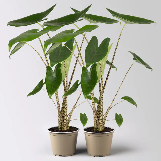 Alocasia zebrina, Topf-Ø 14 cm, Höhe ca. 45 cm, 2 Pflanzen