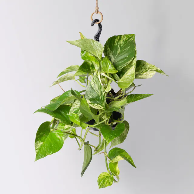 Efeutute 'Marble Queen', in Ampeltopf, Topf-Ø 15 cm