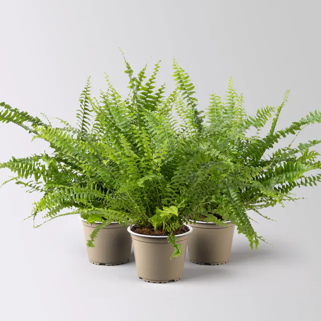 Schwertfarn 'Green Lady', Topf-Ø 12cm, Höhe ca. 35 cm, 3 Pflanzen