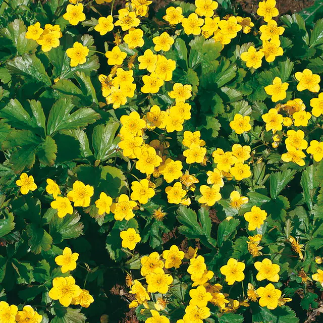 Bio Waldsteinia ternata gelb, Topf 9x9 cm
