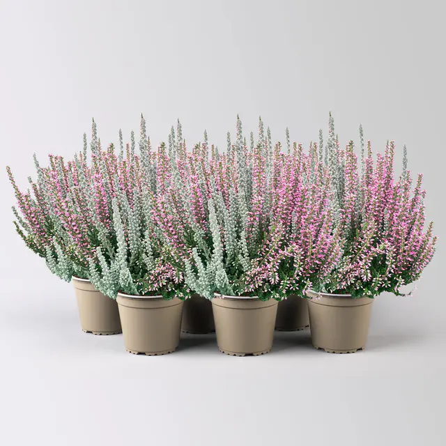 Calluna 'Lönneby' Twin, Fluffy, rosa, Topf-Ø 13 cm, 6 Pflanzen