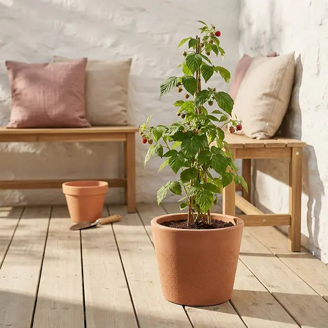 Rubus Idaeus