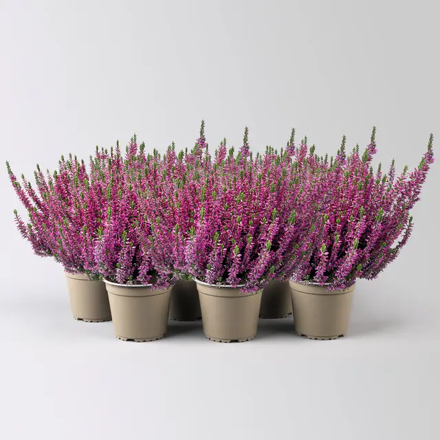 Calluna 'Longlife', lila, Topf-Ø 13 cm, 6 Pflanzen